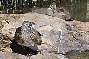 Protective Female Wood Duck and Her Duckling photo
